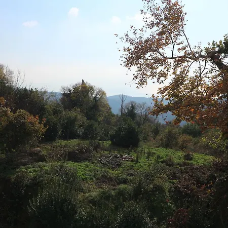 Milea In Milies Pelion *